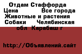 Отдам Стаффорда › Цена ­ 2 000 - Все города Животные и растения » Собаки   . Челябинская обл.,Карабаш г.